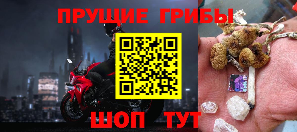 Псилоцибиновые грибы Psilocybine cubensis Богданович